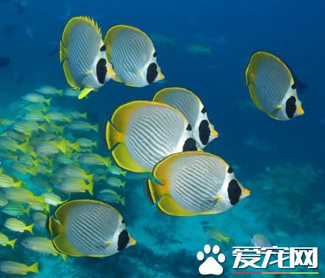 熱帶魚哪種好養 鳳尾魚是比較容易飼養的