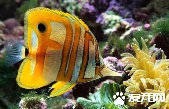 養什麼熱帶魚招財 有一種熱帶魚叫招財魚