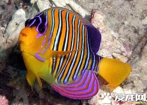 熱帶魚能混養嗎 熱帶魚可以和田螺一起飼養