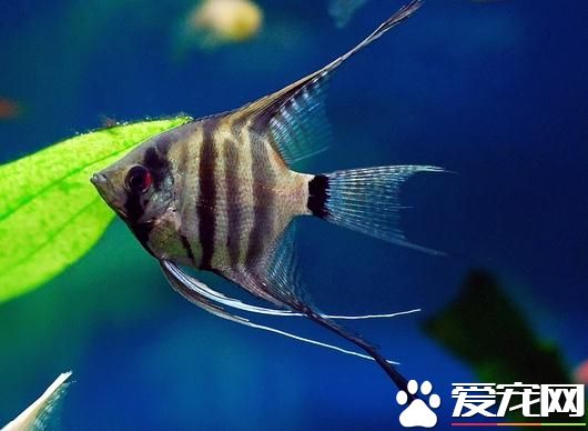招財貓魚是熱帶魚嗎 招財貓魚是熱帶魚