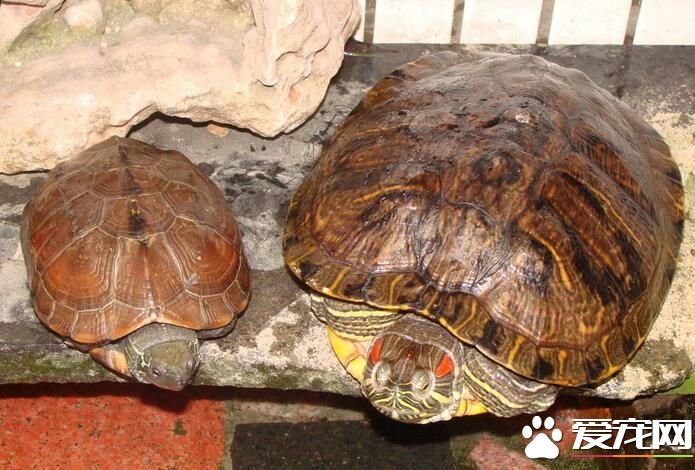 家裡養幾只烏龜好 一般養一只就可以了