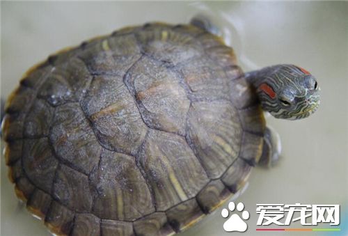 魚缸裡能養烏龜嗎 是水龜類的話可以飼養