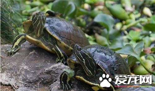養烏龜要注意什麼 養龜的時候注意烏龜是否活潑