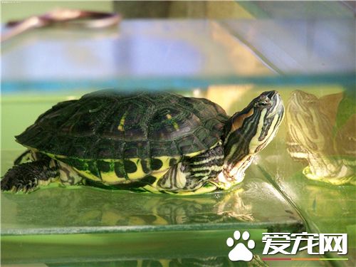 烏龜怎麼干養 就是將龜離水保持身體干燥