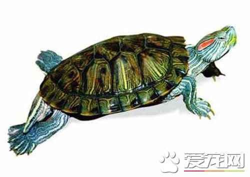 家裡養什麼樣的烏龜好 三線閉殼龜是風水龜