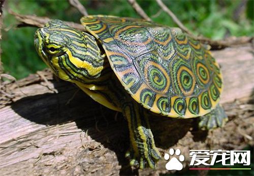 養烏龜用什麼沙子 鐵膽沙目測是最適合養龜
