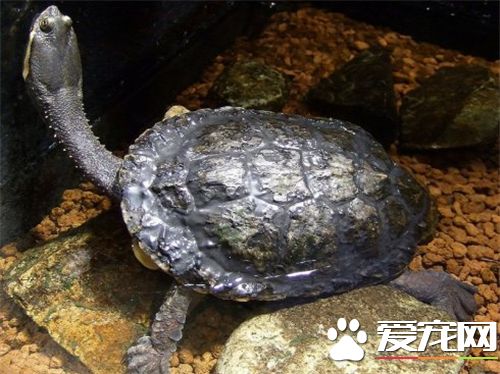土烏龜怎麼養 根據龜的體型容器不可過小