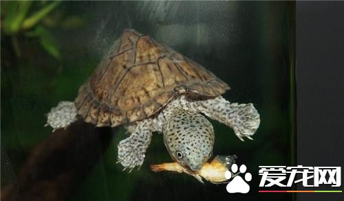 什麼樣的烏龜好養 容易飼養的中華草龜