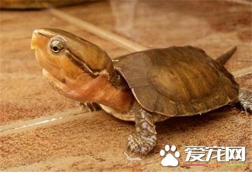 養什麼烏龜風水好 養中華草龜可以說風水好