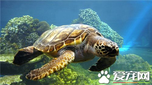 自來水可以養烏龜嗎 自來水是可以養烏龜