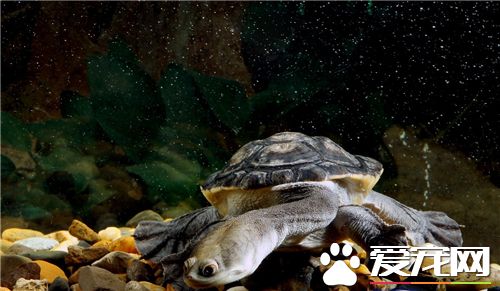 養什麼烏龜比較好 中華草龜和花龜比較好養