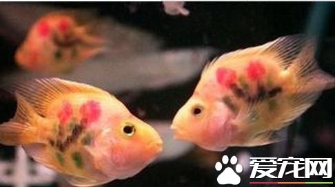 小熱帶魚吃什麼 小熱帶魚喜歡吃蛋黃水
