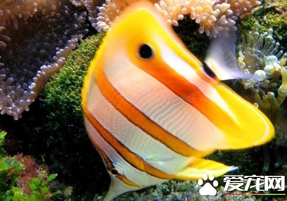 熱帶魚為什麼沉底 可能是溫度太低的原因