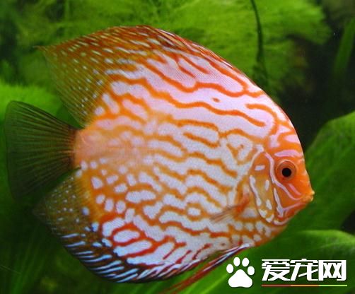 什麼熱帶魚壽命長 紅寶石的自然壽命比較長