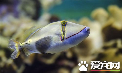 熱帶魚是風水魚嗎 哪些熱帶魚可以做風水魚
