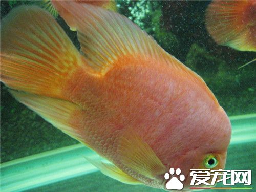 熱帶魚什麼時候繁殖 一般就是30到90天