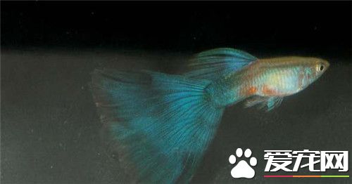 什麼熱帶魚招財 金魚在傳統上被稱為風水魚