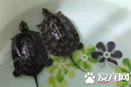 烏龜的壽命有多長 不同龜種的壽命不同