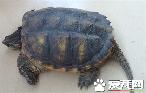 烏龜最長能活多少年 希臘陸龜活了116歲以上