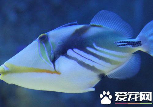 最好養的小型熱帶魚 新手可以飼養的熱帶魚