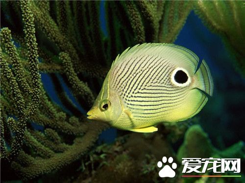 熱帶魚是淡水魚嗎 熱帶魚的確是淡水魚