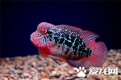 常見的熱帶魚種類 常見的十種熱帶魚品種