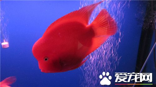 紅色的熱帶魚有哪些 六種常見的紅色熱帶魚