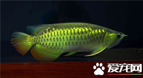 金龍魚是熱帶魚嗎 金龍魚是熱帶魚的一種