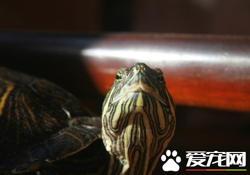 烏龜是不是兩棲動物 海龜屬於爬行動物嗎