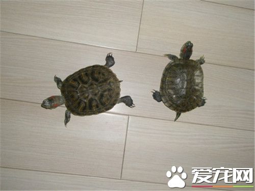 烏龜是怎麼交配的 提高母龜受精率的方法