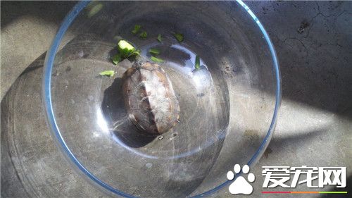 怎樣養好烏龜 烏龜吃什麼才能長得更快