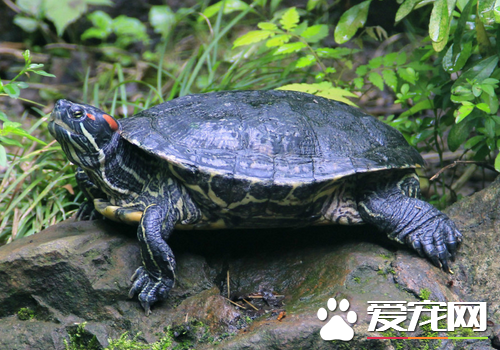 烏龜是怎麼分公母的 烏龜分辨雌雄的小技巧