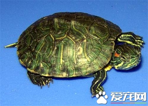 怎樣看烏龜的年齡 最主要看烏龜背部的甲殼