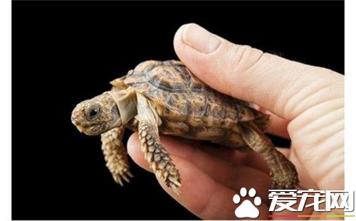 世界上最小的烏龜 烏龜吃什麼長得快