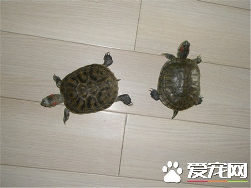 烏龜是怎樣冬眠的 教你三種烏龜冬眠的方法