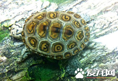 花鑽龜好養嗎 如何營造一個好的龜生活環境