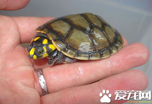 黃頭龜怎麼養 飼養黃頭龜需注意換水的時間