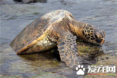 海龜和烏龜的區別 海龜整天只能在海底爬來爬去