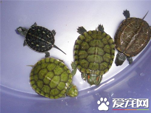 怎麼分辨烏龜公母 雄龜體形較薄而小