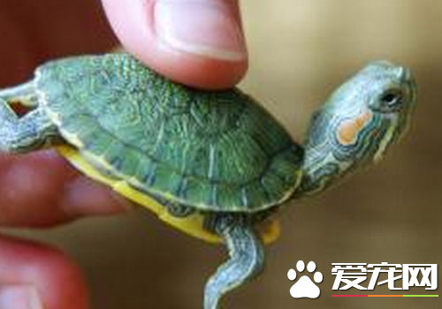 怎麼分烏龜的種類 烏龜的種類大致分三種