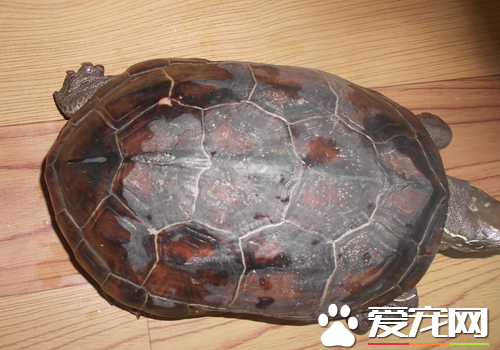 烏龜是無脊椎動物嗎 是最常見的龜鱉目動物