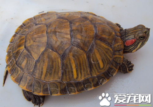 烏龜能活幾年 不同的烏龜壽命也是不相同的