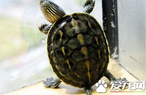 小珍珠龜怎麼養 小珍珠龜飼養環境布置