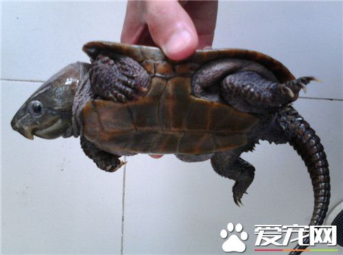 烏龜什麼時候吃東西 在水溫18到20度時開始攝食