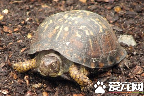 適合家養的龜 幾種常見的適合家養的烏龜