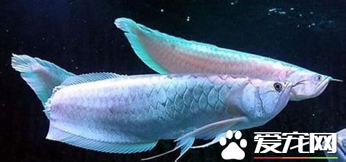 銀龍魚如何分公母 銀龍魚怎麼區分公母