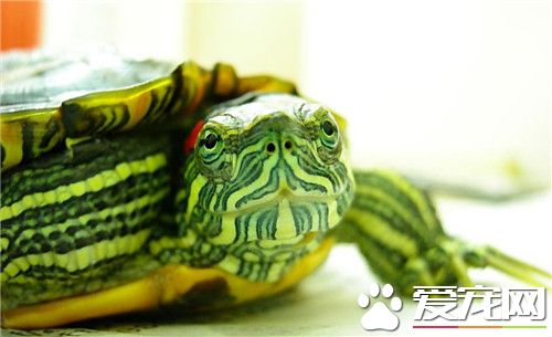 綠色烏龜是什麼品種 綠色烏龜一般指的是巴西龜