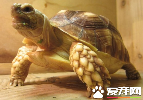蘇卡達龜好養嗎 蘇卡達龜是純素食性的動物