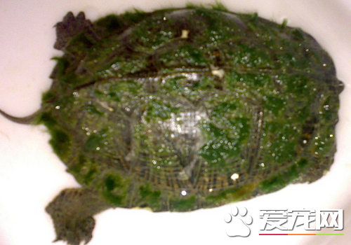 綠毛龜好養嗎 家庭養殖綠毛龜的方法