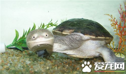 養烏龜要不要放水 養烏龜是需要放水的